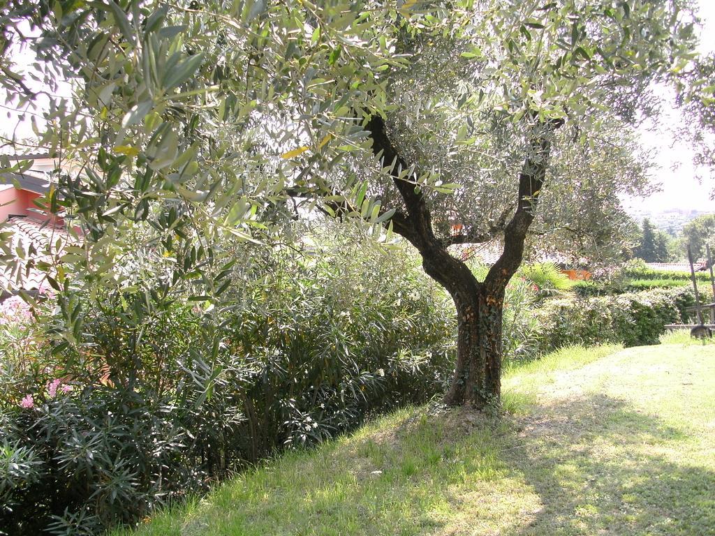B&B Agli Ulivi Manerba del Garda Esterno foto